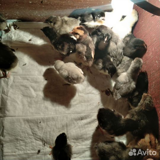 Цыплята 4 породы