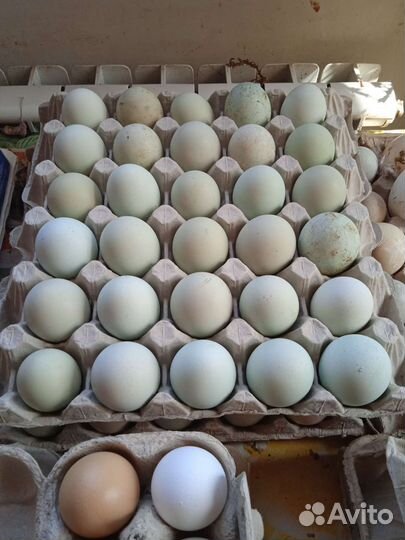 Яйца инкубационное