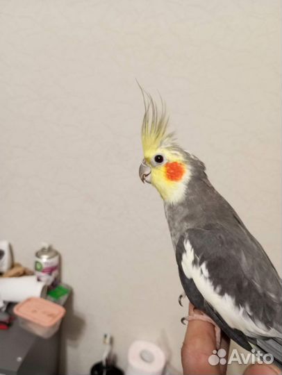 Попугаи корелла, девочка и мальчик, с клеткой и