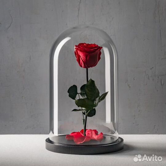 Роза в колбе (живые розы в колбе)