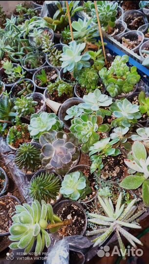 Суккуленты разные