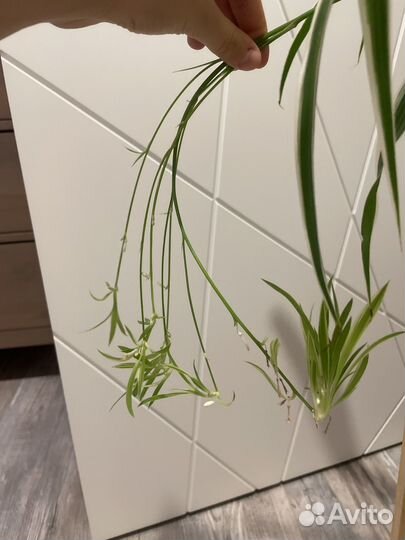 Отростки хлорофитума