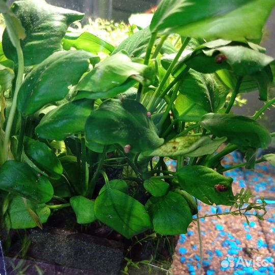 Папоротник и анубис