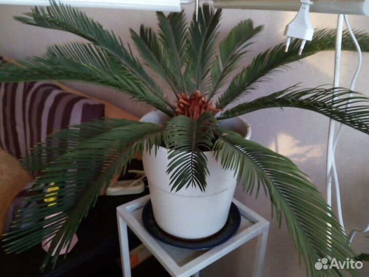 Продам цветы комнатные