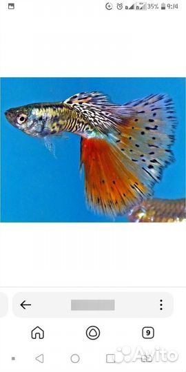 Аквариумные рыбки гуппи