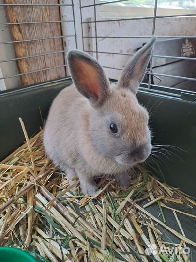 Цветной карлик.Дикаративные кролики