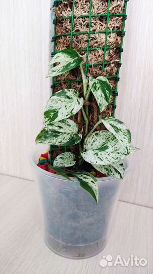 Эпипремнум пиннатум вайт марбл