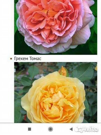 Садовый Центр,собственный питомник