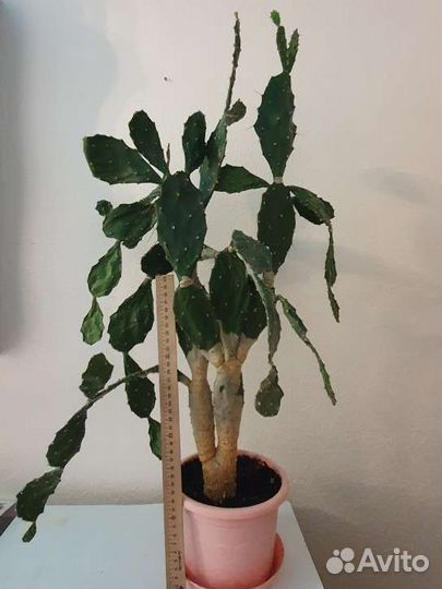 Толстянка (денежное дерево), кактусы