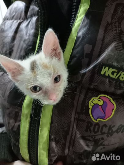 Кошка в дар бесплатно