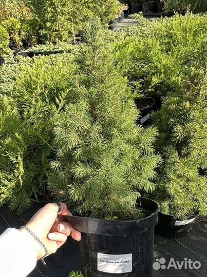 Ель канадская саженцы Коника из питомника
