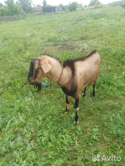 Домашние животные козы