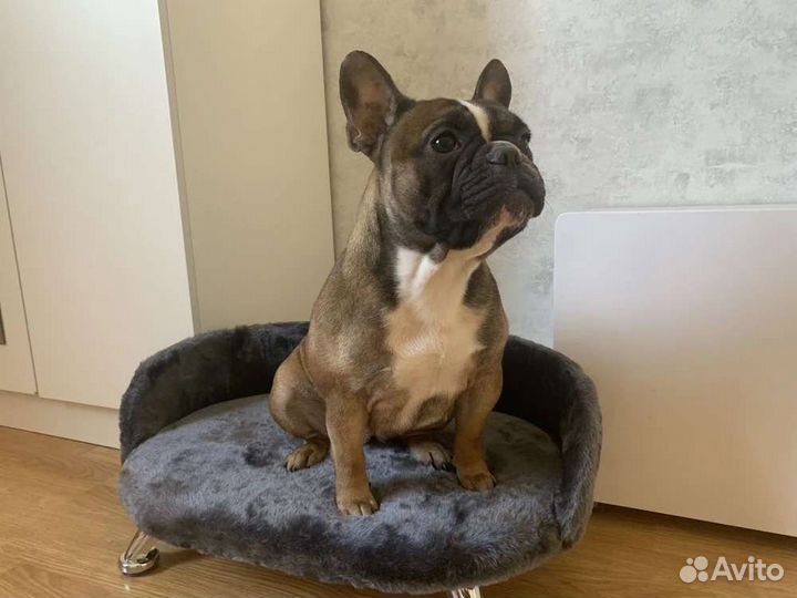 Лежанка для кота/кошки или маленькой собаки