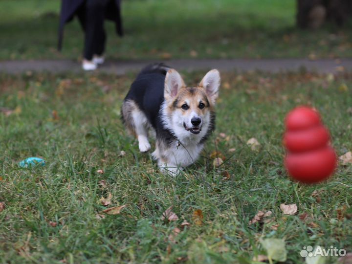 Воспитание щенков. Дрессировка собак
