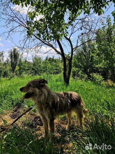 Собака. Вишенка. Стерелизована. Ищем ручки