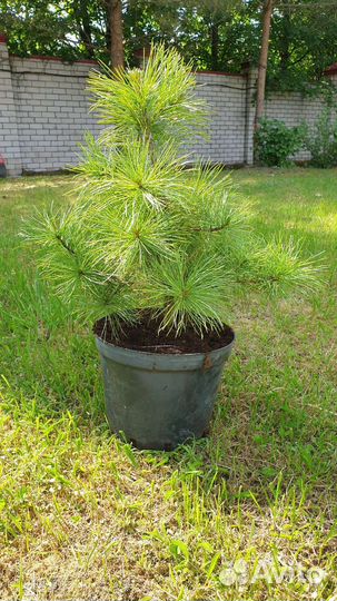 Саженцы кедра корейского