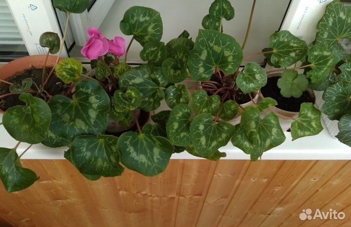 Комнатные цветы цикламен