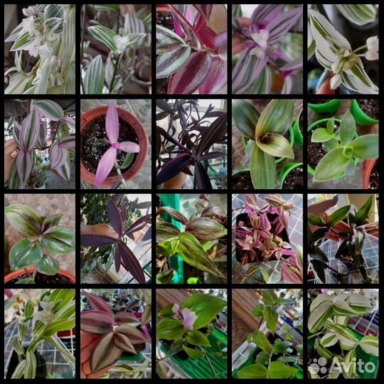 Традесканции 30 сортов, каллизии