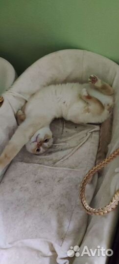 Шотландский кот в добрые руки