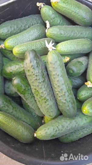 Огурцы свежие