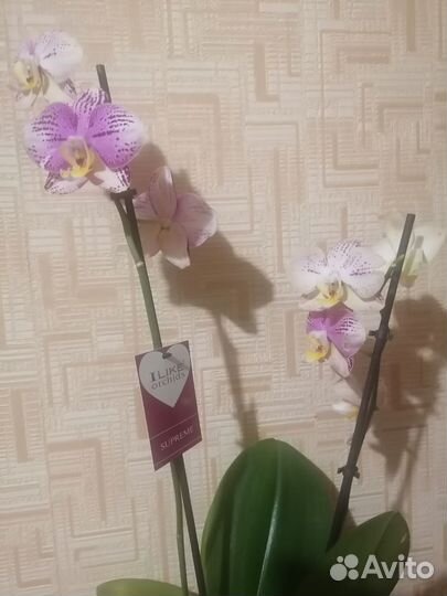 Орхидея фаленопсис