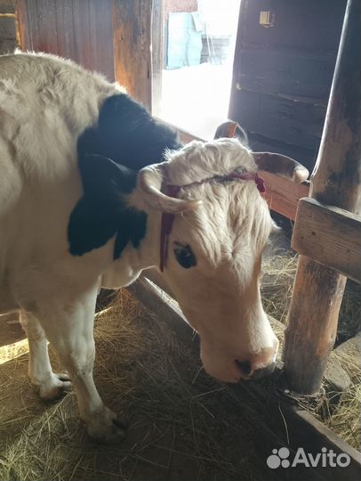 С/х животные