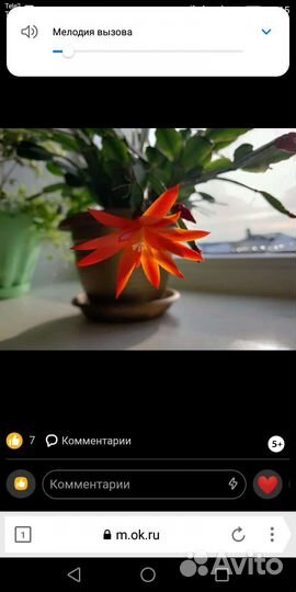 Рипсолидопсис