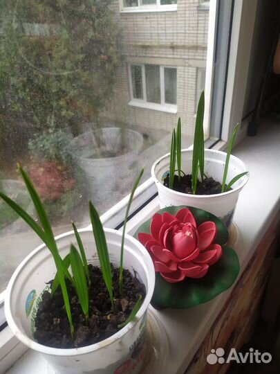 Финиковая пальма(ростки)