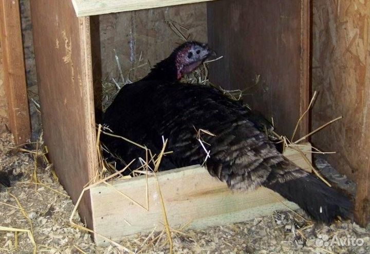 Индюшки несушки