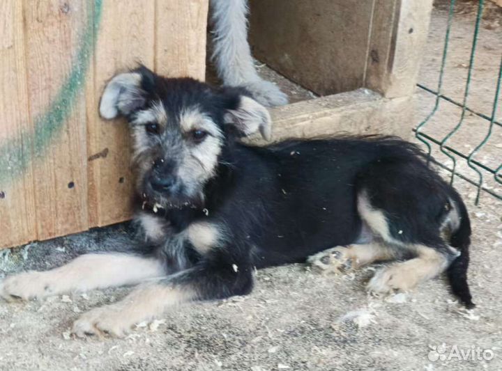 Щенок в добрые руки, стерилизую