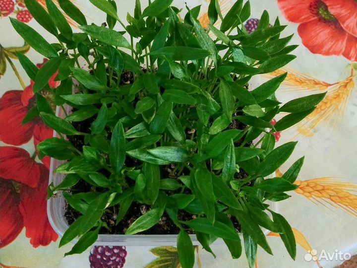 Отдам рассаду перца горького