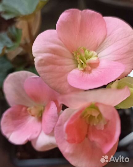 Бегония Элатиор