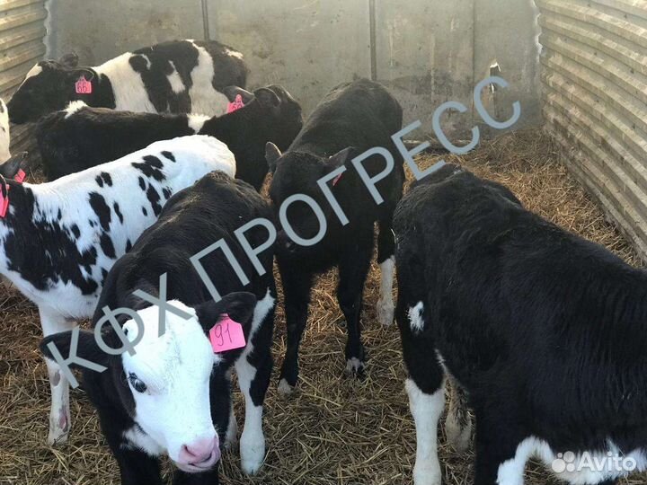 Бычки и телята