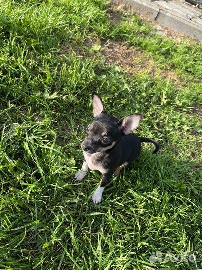 Мини той-терьер щенки