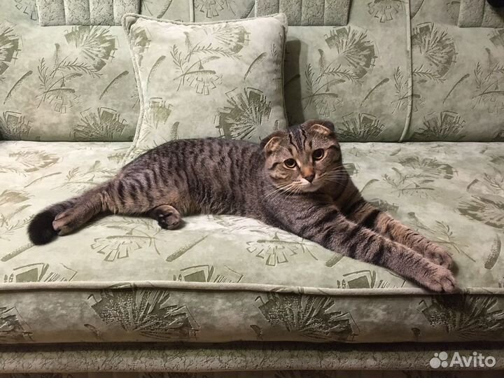 Котик Шотландский вислоухий для кошечки вязка. Sco