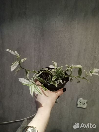 Замиокулькас(долларовое дерево), традесканция