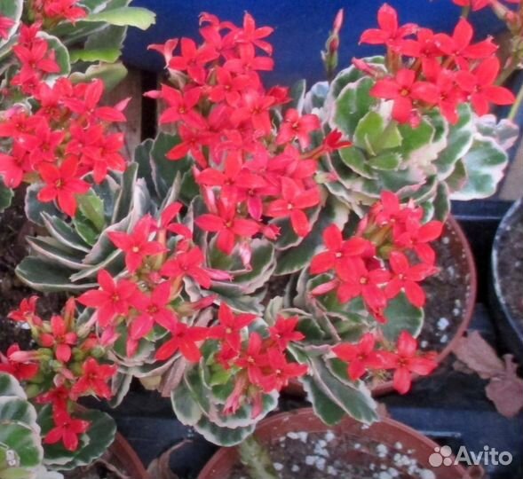 Комнатные растения цветы Суккуленты