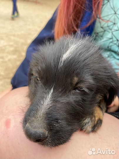 Отдам в хорошие руки щенка