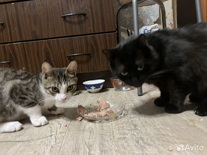 Коты бесплатно 2 друга