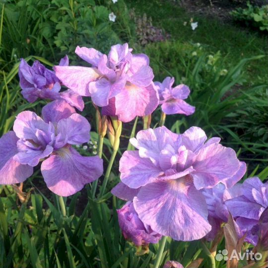 Ирисы Сибирский Имперал Опал