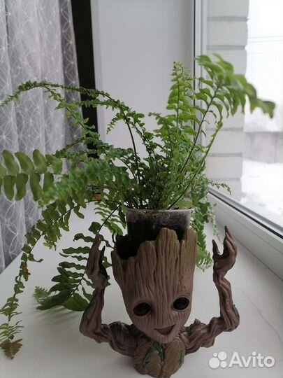 Папоротник комнатный