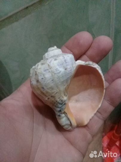 Ракушка рапан