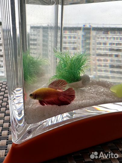 Аквариум с рыбками