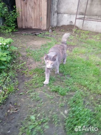 Мейн-кун в добрые руки