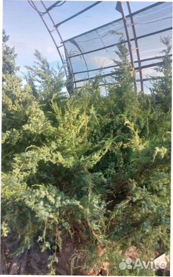 Можжевельник китайский Blue Alps