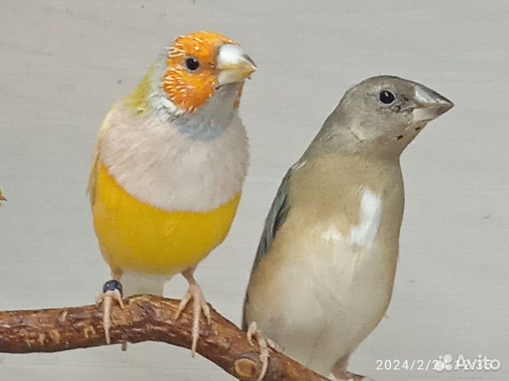 Самцы зебровой амадины