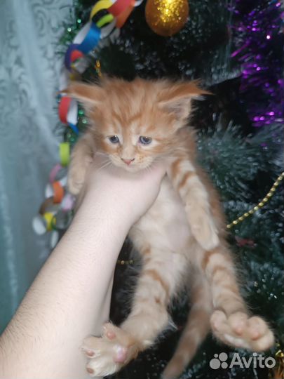 Кошки мейн-кун
