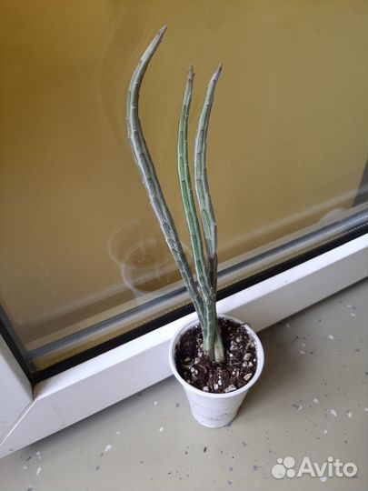 Сенецио stapeliformis