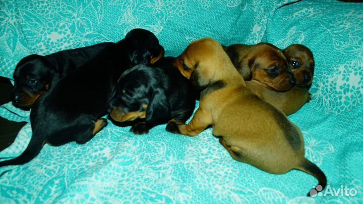 Такса стандарт щенки