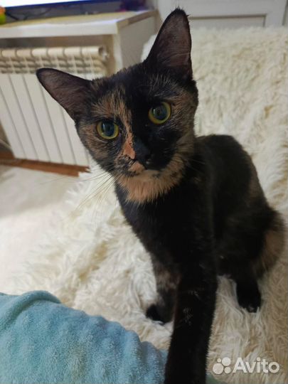 Кошка в добрые руки